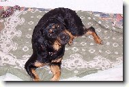 Rottweiler (Dog standard)