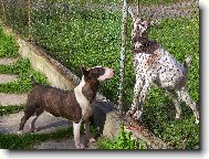 Bull terrier (Dog standard)