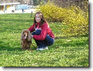 English cocker spaniel (Dog standard)