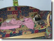 Great dane (Dog standard)