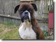 Deutscher boxer (Dog standard)