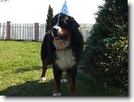 Bernese mountain dog (Dog standard)
