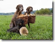 German shorthaired pointing dog (Dog standard)