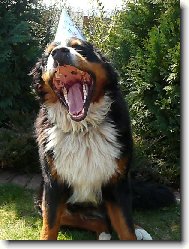 Bernese mountain dog (Dog standard)
