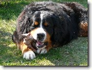 Bernese mountain dog (Dog standard)