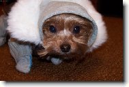 Jorkšírský terier, Yorkshire Terrier,