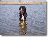 Bernese mountain dog (Dog standard)