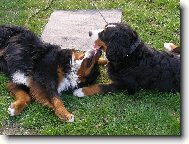 Bernese mountain dog (Dog standard)