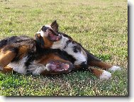 Bernese mountain dog (Dog standard)