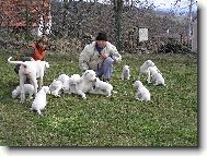 Dogo Argentino (Dog standard)