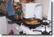 Jorkšírský terier, Yorkshire Terrier,