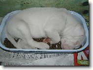 Dogo Argentino (Dog standard)