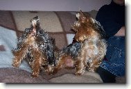 Jorkšírský terier, Yorkshire Terrier,