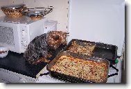 Jorkšírský terier, Yorkshire Terrier,