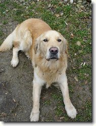 Golden retriever (Dog standard)