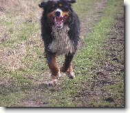 Bernese mountain dog (Dog standard)