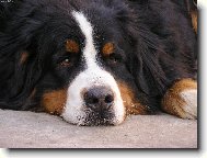 Bernese mountain dog (Dog standard)