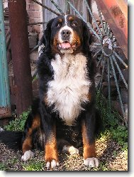 Bernese mountain dog (Dog standard)