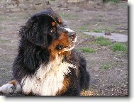 Bernese mountain dog (Dog standard)