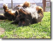 Bernese mountain dog (Dog standard)