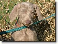 Weimaraner (Dog standard)