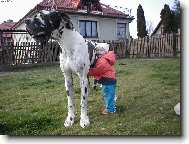 Great dane (Dog standard)