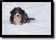 Bernese mountain dog (Dog standard)