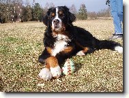 Bernese mountain dog (Dog standard)