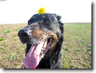 Berger de Beauce, Bauce Shepherd