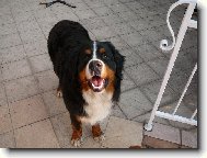 Bernese mountain dog (Dog standard)