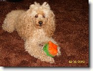 Poodle, caniche (Dog standard)