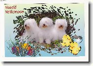 Coton de Tulear
