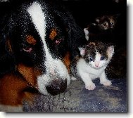Bernese mountain dog (Dog standard)