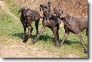 Great dane (Dog standard)