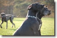 Great dane (Dog standard)