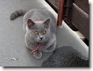 Blue-point cat
