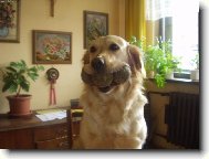 Golden retriever (Dog standard)