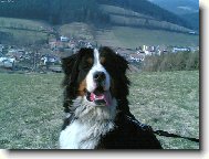 Bernese mountain dog (Dog standard)