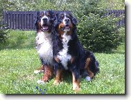 Bernese mountain dog (Dog standard)
