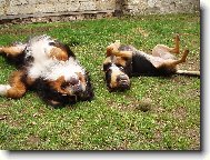 Bernese mountain dog (Dog standard)