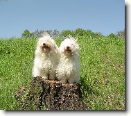 Coton de Tulear