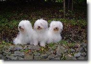 Coton de Tulear