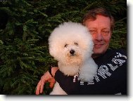 Bichon á poil frisé, Bichon Frise