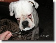 Deutscher boxer (Dog standard)