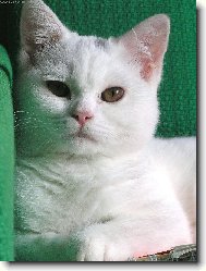 British Shorthair (Cat)