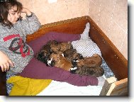 Deutscher boxer (Dog standard)