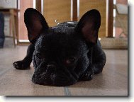 French bulldog (Dog standard)