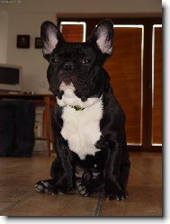 French bulldog (Dog standard)