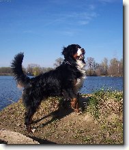 Bernese mountain dog (Dog standard)