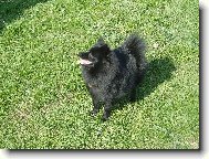 Deutscher spitz - Kleinspitz, German Spitz Miniature Spitz